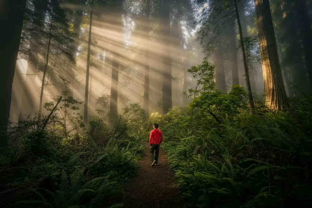 An open path at sunrise, light breaking through, a sense of clear air ahead
